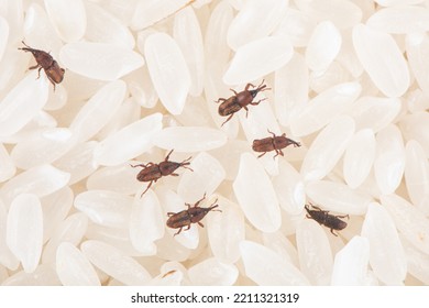 rice weevil insect damaged rice grain. - Powered by Shutterstock