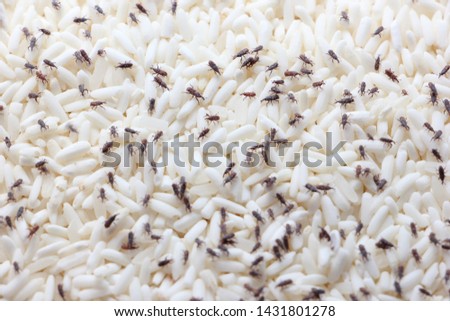 Rice weevil on rice, insect is a stored product pest which attacks several crops.