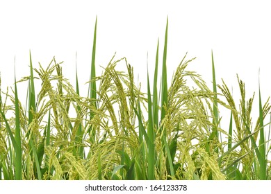 Rice White Background Stock Photo 164123378 | Shutterstock