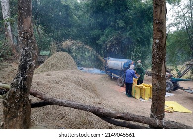 Rice workers feed their freshly harvested rice into a threshing machine.  Lang Son. Vietnam. 11-30-2017