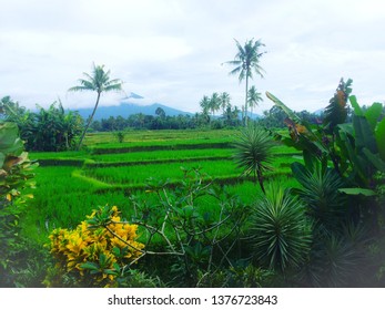 Ricefield in Banyuwangi East Java