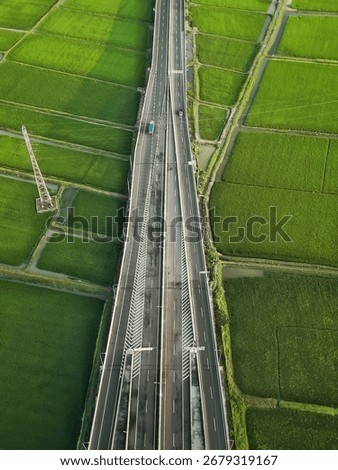 ricefield in gresik, eastjava 2025