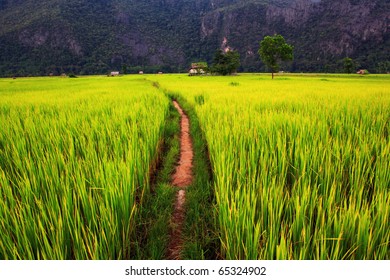 Ricefield In Laos