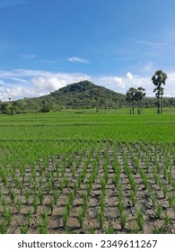 Ricefield is a place which is green because of the plant