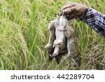 The ricefield rat as the animals often destroy agricultural crops such as rice and other crops. The ricefield rat is a medium-sized rat with a grizzed yellow-brown and black pelage.