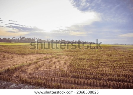 Ricefields in serdang bedagai north sumatera indonesia