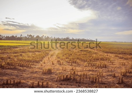 Ricefields in serdang bedagai north sumatera indonesia