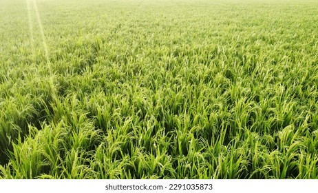 RicePaddy Fields in vijayawada rural
