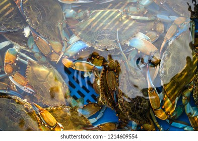 catch blue crab