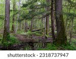 Rich deciduous forest with flowing water among old alder trees, Bialowieza Forest, Poland, Europe