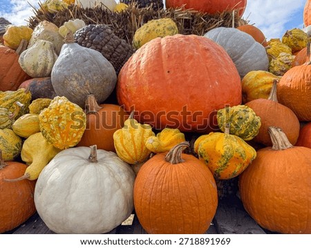 A rich display of assorted pumpkins and squash in various shapes and colors, showcasing the vibrant hues and textures of autumn, arranged against a backdrop of straw in natural daylight