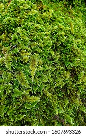 Rich Ferns And Moss Thickly Cover A Tree Trunk In Gold Country California.