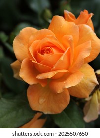 A Rich Golden Yellow Colored Rose Named After An Australian Icon And Country Music Legend Slim Dusty.