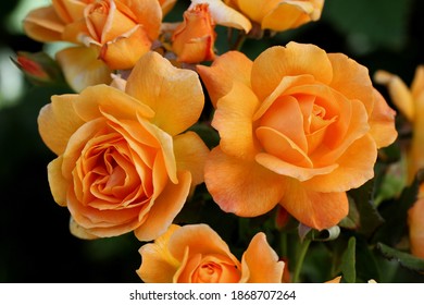 A Rich Golden Yellow Coloured Rose Named  After An Australian Icon And Country Music Legend Slim Dusty.