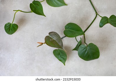 Rich Green Plant Leaves On Raw Concrete Surface As A Simplistic Background Image With Ample Copy Space.