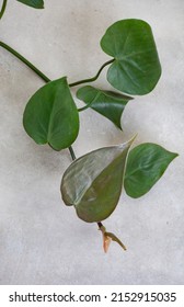 Rich Green Plant Leaves On Raw Concrete Surface As A Simplistic Background Image With Ample Copy Space.