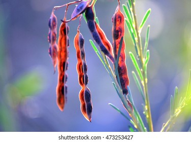 Rich Red Backlit Wattle (Acacia) Seed Pods In The Australian Bush