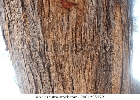 The Rich and Rugged Textures of Aged Tree Bark,The camera is positioned very close to the trunk, creating a filling macro effect. Soft, bright natural light illuminates the edges on both the left and right sides of the trunk, causing the center to cast subtle shadows that emphasize the rough, tactile details of the bark.