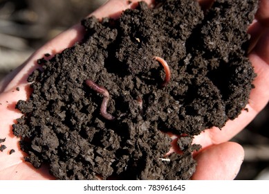 Rich Soil, Healthy Soil To Plant Crops Showing Worms.