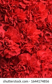 Rich Vivid Red Carnation Flowers Background.