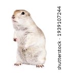 Richardson Ground Squirrel in a studio isolated on a white background