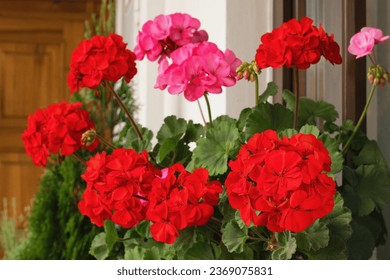 Richly blooming geranium flowers on the windows - Powered by Shutterstock