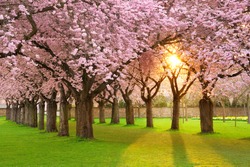 Richly Blossoming Cherry Tree Garden On A Lawn With The Sun Shining Through The Branches