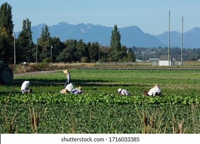 Richmond, BC / Canada - April 27, 2020:  Asian Vegetable Farm Workers, Who Are In Short Supply For Local Growing Season, Working In The Field Of A Richmond, BC Vegetable Farm