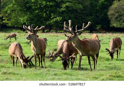 Richmond Park With Deer