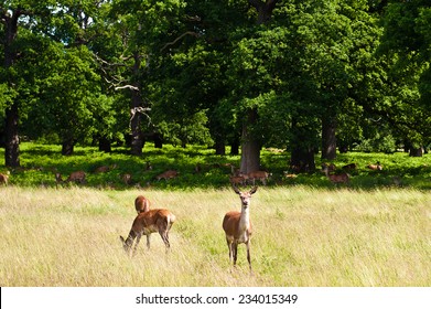 Richmond Park, London