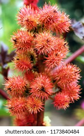 Ricinus with color