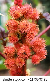 Ricinus with color