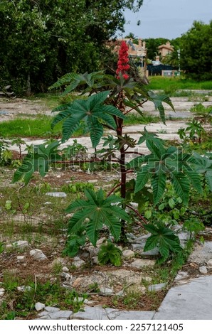 Ricinus communis, the castor bean or castor oil plant, is a species of perennial flowering plant in the spurge family, Euphorbiaceae