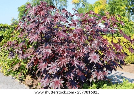 Ricinus communis, the castor bean or castor oil plant is a species of perennial flowering plant in the spurge family, Euphorbiaceae. It is the sole species in the monotypic genus, Ricinus, 