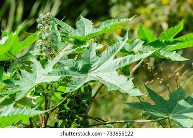 Ricinus Communis Castor Castor Bean Palmachristi Stock Photo 733655122 ...