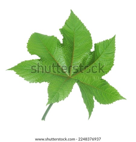 Ricinus communis (Castor oil) leaves isolated on white background.
