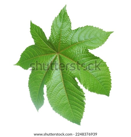 Ricinus communis (Castor oil) leaves isolated on white background.