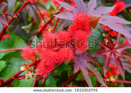 Ricinus communis in the glow of the setting sun