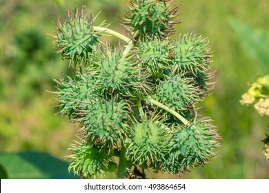 Ricinus Communis (the Castorbean Or Castor-oil-plant). Green Castor Oil Plant. Biodiesel Is Produced From The Seed Pods Of Castor Bean Plants. Green Castor Beans On Branch. Sunny Day. 