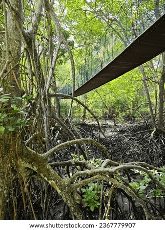 Rickety rope bridge at the mangrove forest