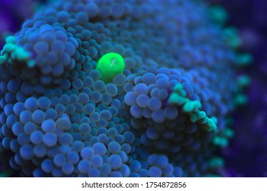 Ricordea Florida Mushroom Coral Blue