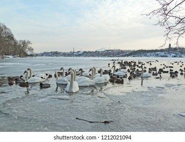 Riddarfjarden In Winter Shape. Wild Ducks And Swans Are Swiming In An Ice-hole, Stockholm Sweden