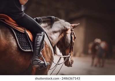 A rider is sitting on a bay horse in the saddle. Equestrian sports. Horse riding. Horse ammunition.