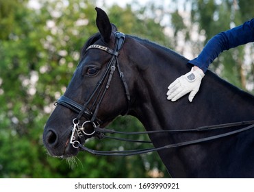Rider thanks the sport dressage horse