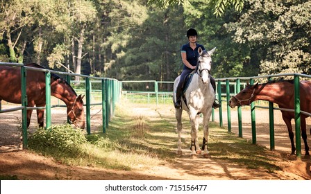 Rider Woman In Horse Riding School, Jockey And Horses