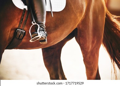 The rider's foot is in a black boot in a metal stirrup, which is worn as a sports ammunition on a Bay horse, the tail of which is illuminated by bright sunlight. - Shutterstock ID 1717719529