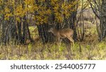 Ridgefield National Wildlife Refuge, Washington State