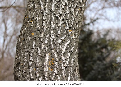 Ridges furrows lichen ash tree bark
