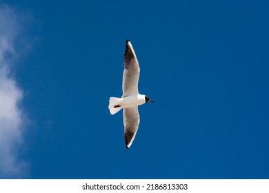 Ridibundus Chroicocephalus, black headed seagull from below on a colorful day