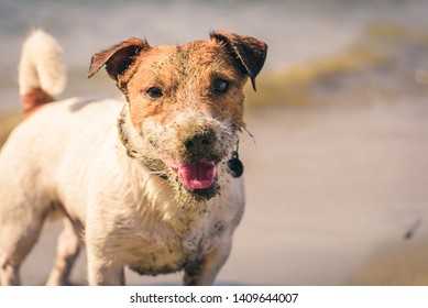 Ridiculous face of dog after digging sand at sea beach